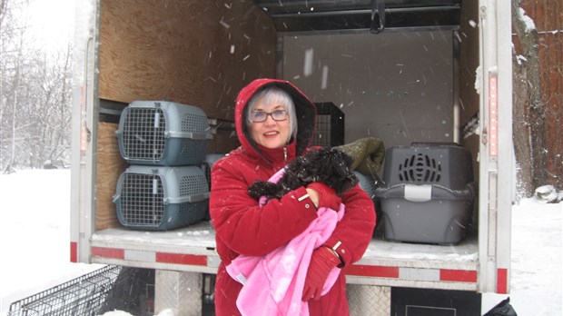 Des chiens évitent l'euthanasie grâce à l'Ontario