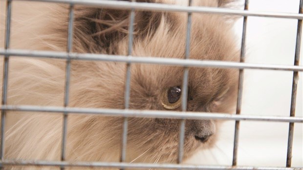Contrôle animalier : un organisme à but non lucratif pourrait voir le jour
