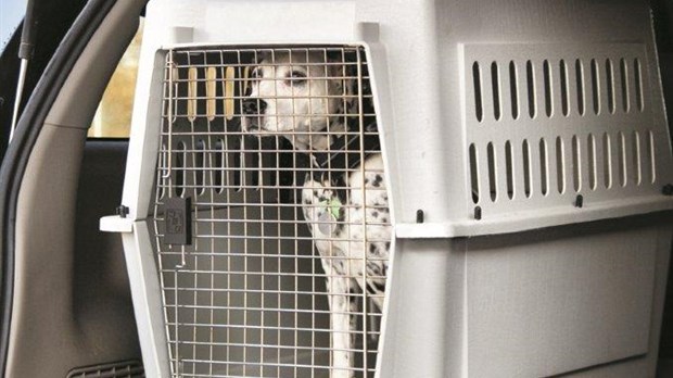 Les services de gestion animalière d’Otterburn Park resteront privés