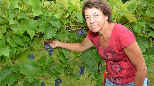 Un millésime 2012 exceptionnel pour les vignobles d’ici