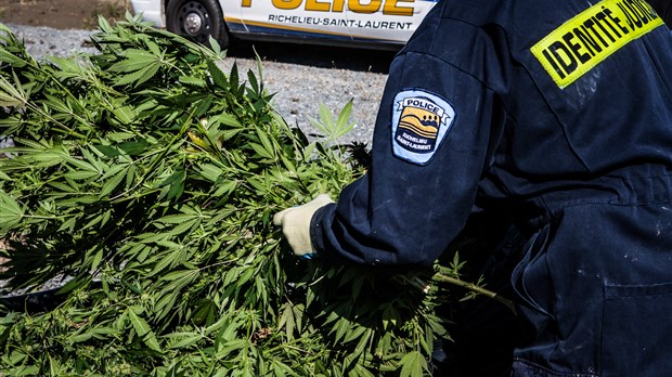 Saisie de 53 plants de cannabis à Mont-Saint-Hilaire