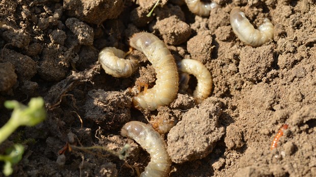 Lutte aux hannetons : vers qui se tourner?
