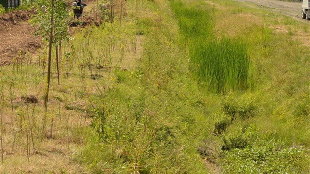 13 000 nouveaux arbres à Beloeil
