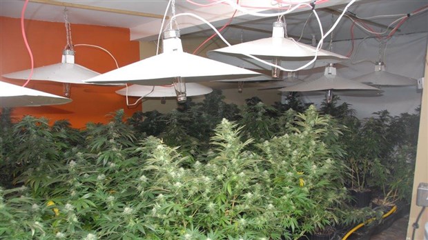 Saisie de 300 plants de cannabis