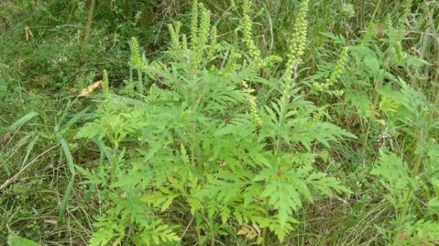 Un Montrégien sur cinq affecté par l’herbe à poux
