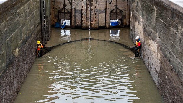 Canal-de-Chambly : des dizaines de milliers de poissons sauvés