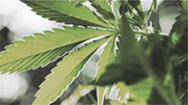 Trois nouvelles catégories de cannabis au Canada 