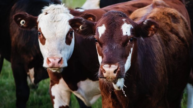 Trois fermes à découvrir le 8 septembre prochain