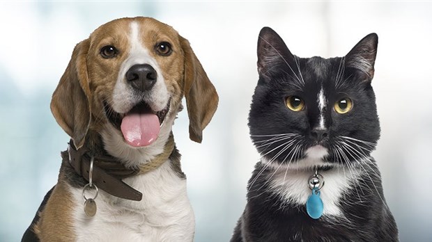 Des modifications pour la gestion des médailles d’animaux