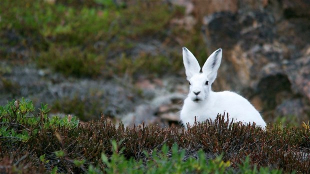 Retour de la chasse aux cocos plumés du Mont-Saint-Hilaire