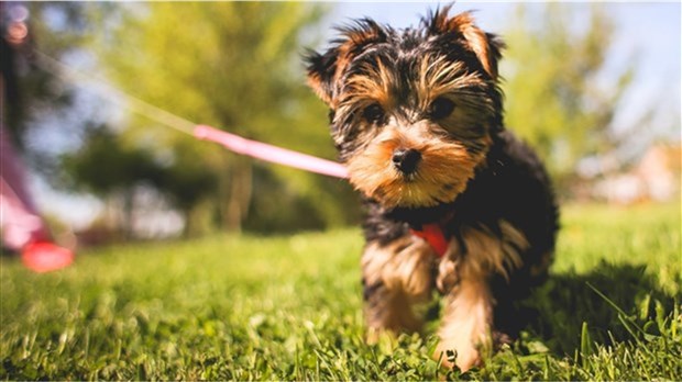 Propriétaires d’animaux de compagnie : faites preuve de civisme