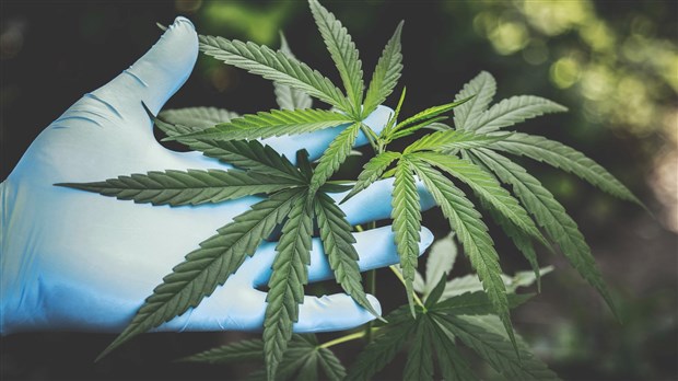 Attention au cannabis pendant la grossesse