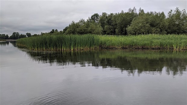 Un groupe de conservation protège cinq îlots de la rivière Richelieu