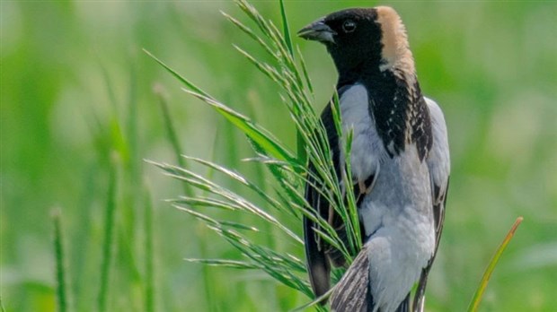 Un nouveau programme de biodiversité en production bovine est lancé