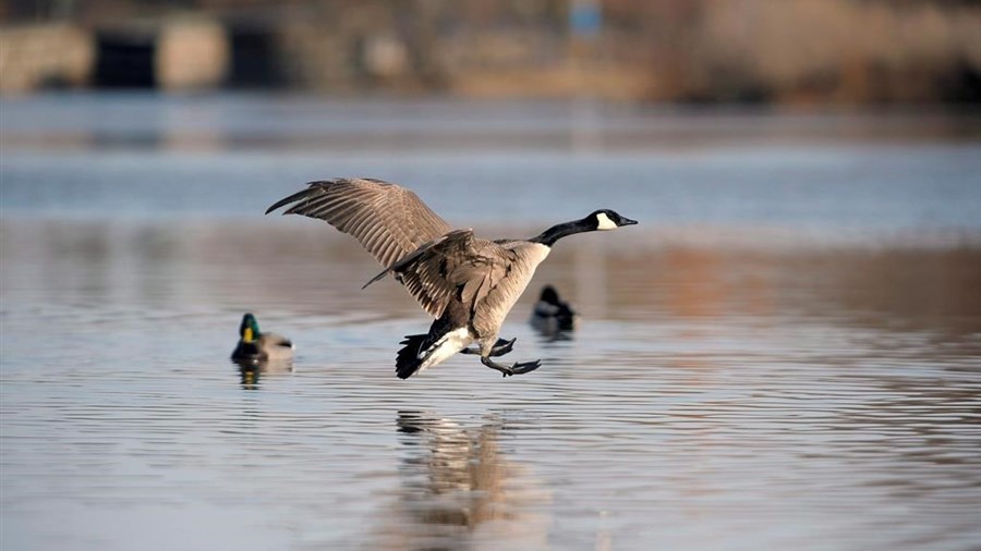 Environnement Canada demande à la population de signaler les oiseaux morts
