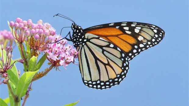 Les citoyens sont invités à recueillir des données pour protéger le monarque
